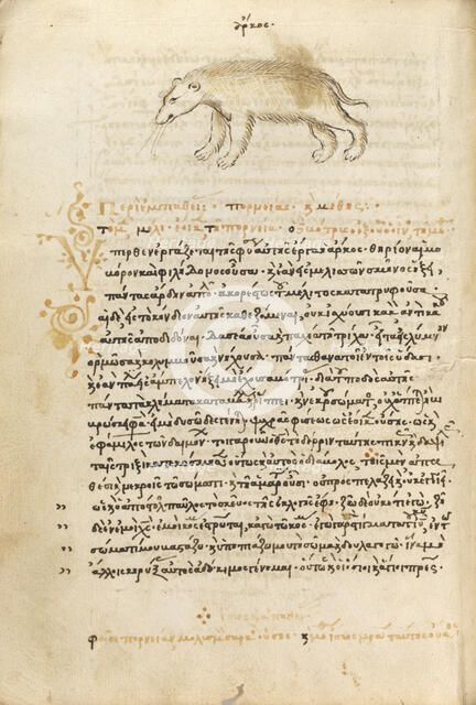 A Bear, 1510-1520. Creator: Unknown.