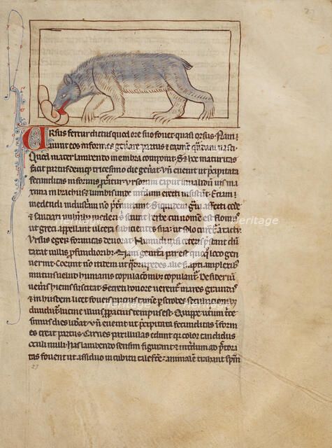 A Bear; Northumberland Bestiary, about 1250-1260. Creator: Unknown.