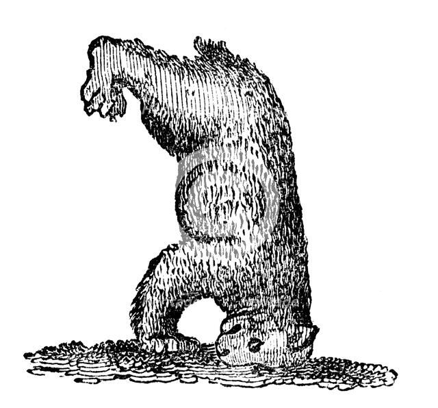 A bear standing on his head, 14th century, (1833). Artist: Unknown
