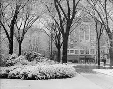 A Bed of snow-ball, c1907. Creator: Unknown