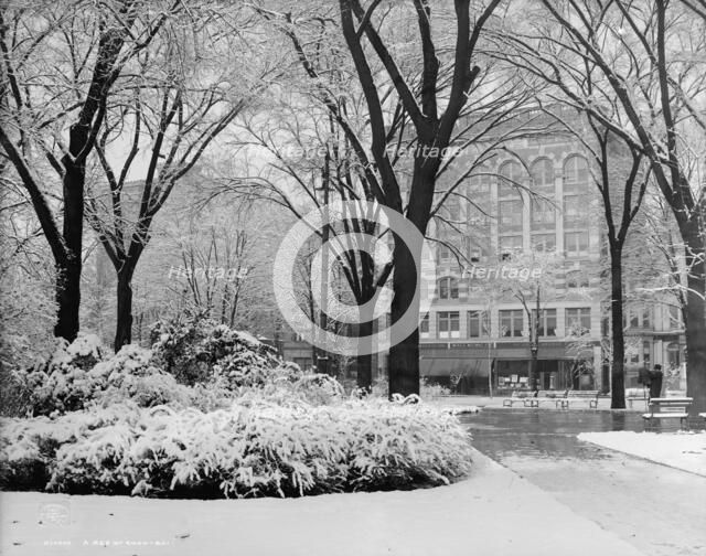 A Bed of snow-ball, c1907. Creator: Unknown.