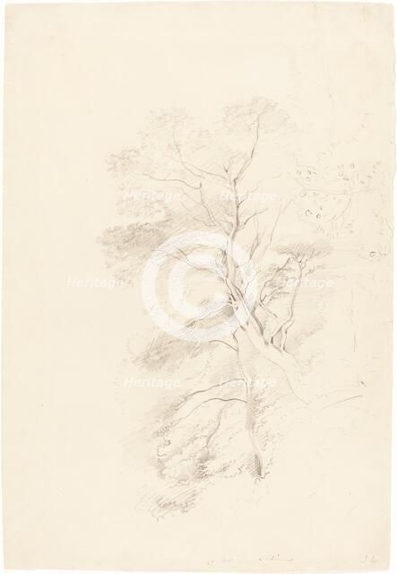 A Beech Wood, 1815. Creator: John Linnell the Elder.