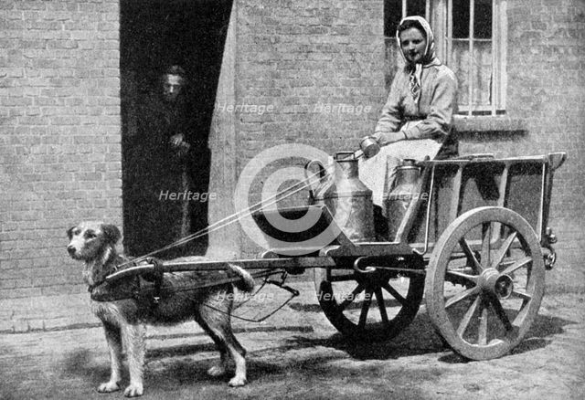A Belgian milkwoman on her morning round, Belgium, 1922.Artist: Donald McLeish