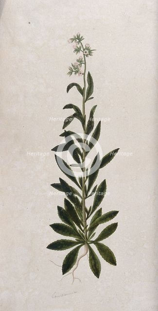 A bellflower (Campanula species): entire flowering plant. Creator: Unknown.