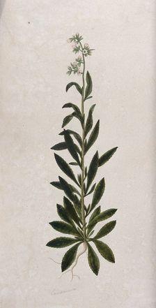 A bellflower (Campanula species): entire flowering plant. Creator: Unknown