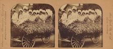 A bevy of beautiful belles in a fine floral float, Los Angeles, Cal., U.S.A., 1901. Creator: RY Young