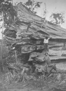 A big bit of Brazilian Timber 1914