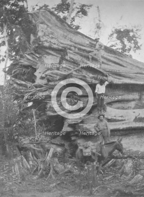 'A big bit of Brazilian Timber', 1914. Artist: Unknown.