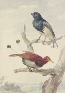 A bird of paradise and a raven, 18th century. Creator: Aert Schouman