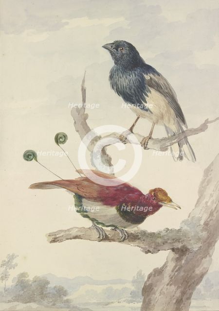 A bird of paradise and a raven, 18th century. Creator: Aert Schouman.