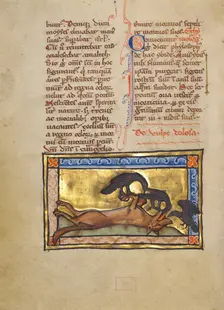 A Bird on a Dead Wolf; Bestiary, about 1270. Creator: Unknown