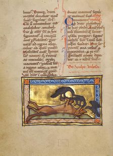 A Bird on a Dead Wolf; Bestiary, about 1270. Creator: Unknown