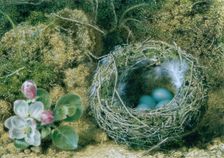 A Bird's Nest and Apple Blossom. Creator: John Sherrin