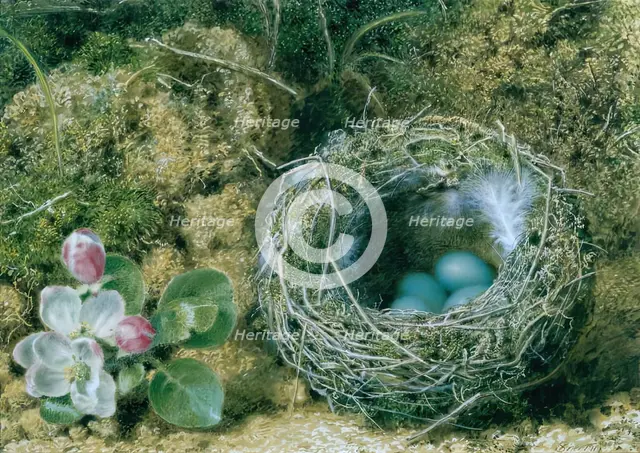 A Bird's Nest and Apple Blossom. Creator: John Sherrin.