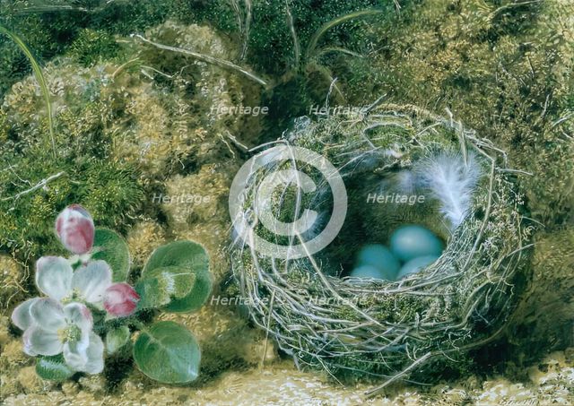 A Bird's Nest and Apple Blossom. Creator: John Sherrin.