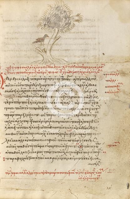 A Bird Sitting in a Tree; Miscellany: Physiologus: other texts, 1510-1520. Creator: Unknown.