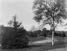 A Bit of Forest Park, Springfield, Mass., between 1910 and 1920. Creator: Unknown