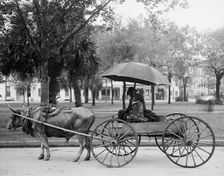A Bovinmobile, Savannah, Ga., between 1900 and 1910. Creator: Unknown