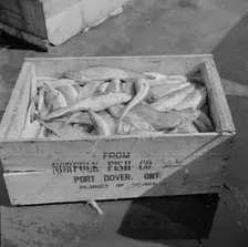 A box of fish shipped from Port Dover, Ontario, New York, 1943. Creator: Gordon Parks