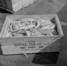 A box of fish shipped from Port Dover, Ontario, New York, 1943. Creator: Gordon Parks