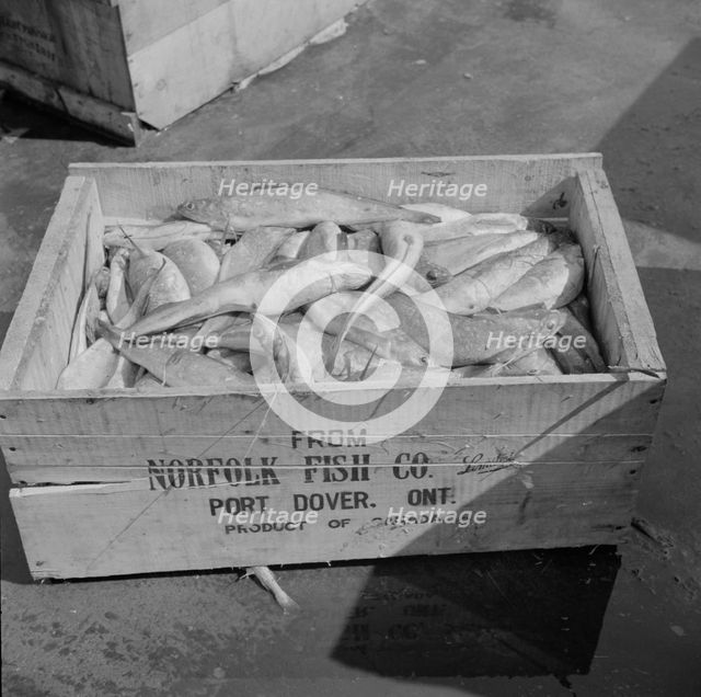 A box of fish shipped from Port Dover, Ontario, New York, 1943. Creator: Gordon Parks.