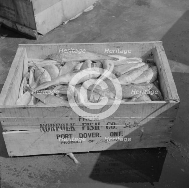 A box of fish shipped from Port Dover, Ontario, New York, 1943. Creator: Gordon Parks.