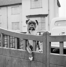 A boxer dog looking over the garden gate of a house, Aspenden, Hertfordshire, 1960. Artist: John Gay