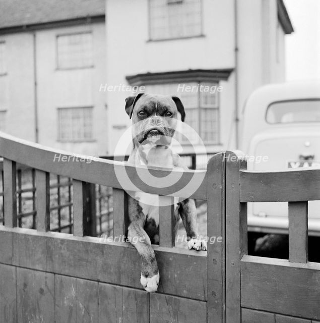 A boxer dog looking over the garden gate of a house, Aspenden, Hertfordshire, 1960. Artist: John Gay.