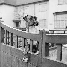 A boxer dog looking over the garden gate of a house, Aspenden, Hertfordshire, 1960. Artist: John Gay