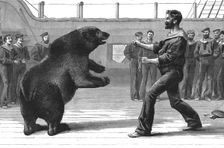 'A Boxing Match on board H.M.S."Cambridge"; The pet bear "Bob" has now been transferred to the Zool Creator: Unknown