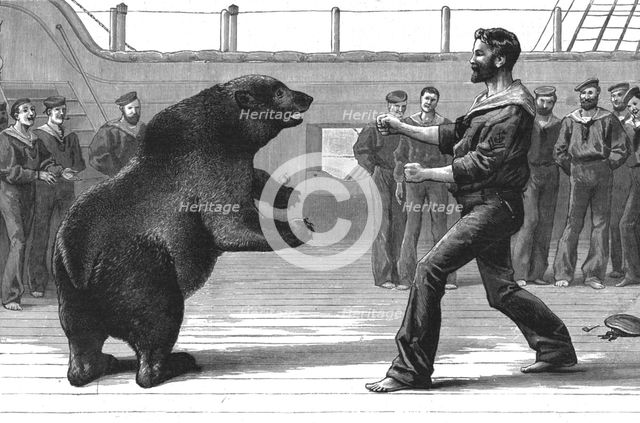 ''A Boxing Match on board H.M.S."Cambridge"; The pet bear "Bob" has now been transferred to the Zool Creator: Unknown.