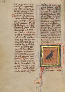 A Blackbird; Bestiary, about 1270. Creator: Unknown