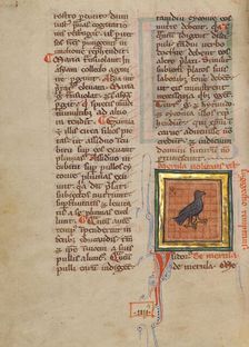 A Blackbird; Bestiary, about 1270. Creator: Unknown