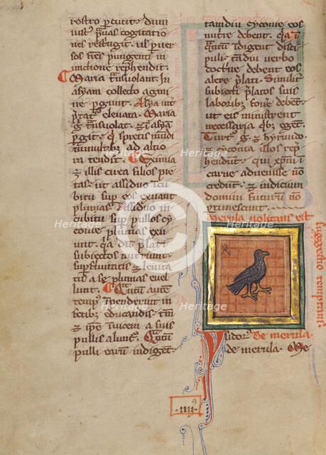 A Blackbird; Bestiary, about 1270. Creator: Unknown.
