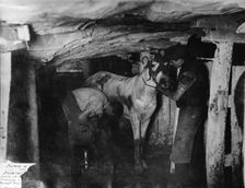 A blacksmith and his striker attending a pit pony, Clay Cross Colliery, Derbyshire, c1910. Artist: Albert Heath