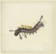 A black and red caterpillar with yellow tufts, 17th century. Creator: Herman Henstenburgh