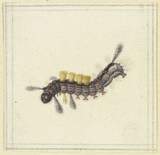 A black and red caterpillar with yellow tufts, 17th century. Creator: Herman Henstenburgh
