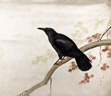 A black bird, sitting on a branch, 1800-1899. Creator: Unknown