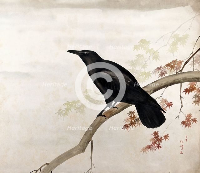 A black bird, sitting on a branch, 1800-1899. Creator: Unknown.