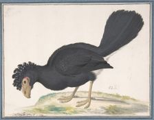 A Black Curassow, n.d.. Creator: Johannes Bronckhorst