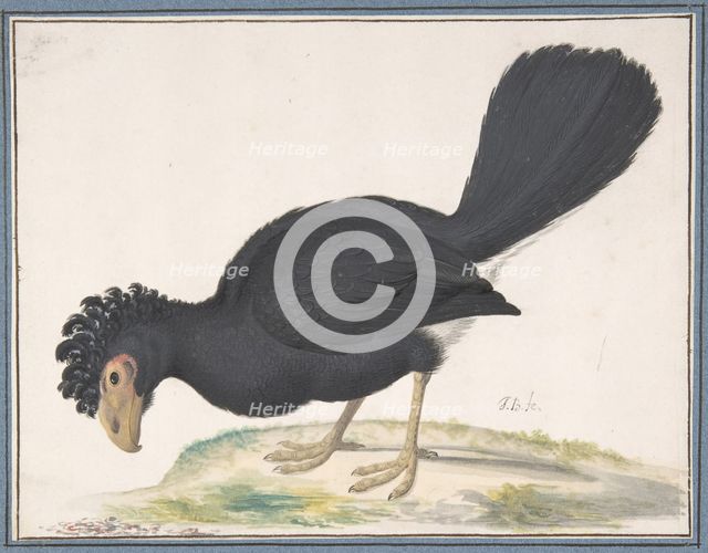 A Black Curassow, n.d.. Creator: Johannes Bronckhorst.
