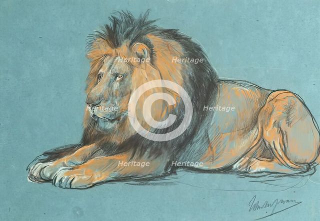 A Black-Maned African Lion. Creator: John MacAllan Swan.