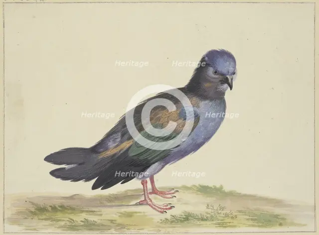 A blue dove with green and black wings, 17th century. Creator: Herman Henstenburgh.