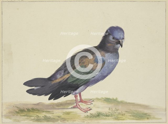 A blue dove with green and black wings, 17th century. Creator: Herman Henstenburgh.