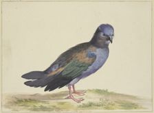 A blue dove with green and black wings, 17th century. Creator: Herman Henstenburgh