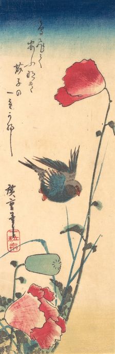 A Bluebird and Poppies, 1832-34., 1832-34. Creator: Ando Hiroshige