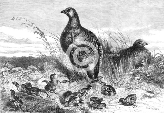 A brood of partridges, 1869. Creator: Unknown.
