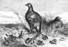 A brood of partridges, 1869. Creator: Unknown