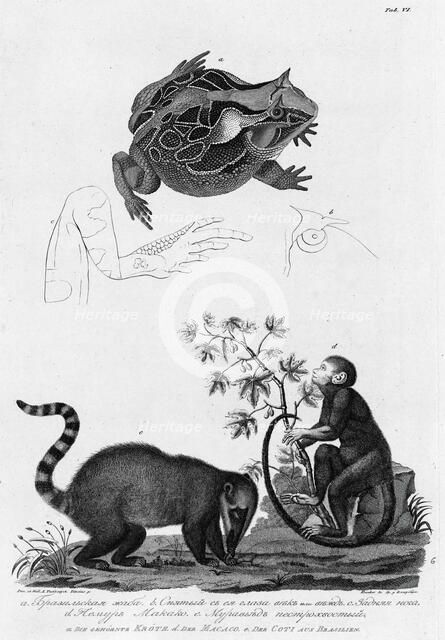 A/ Brazil Frog; B/ Its Eyes; C/ Hind Leg; D/ Makako Lemur; E/Anteater with Motley Tail, 1813. Creator: Unknown.