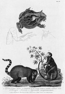 A/ Brazil Frog; B/ Its Eyes; C/ Hind Leg; D/ Makako Lemur; E/Anteater with Motley Tail, 1813. Creator: Unknown